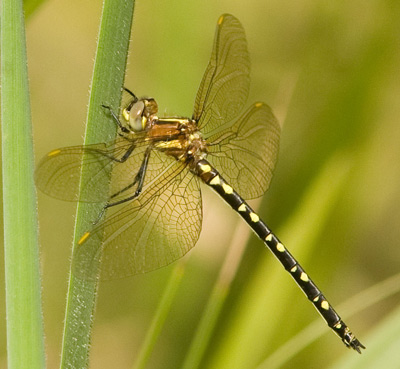 Synthemis eustalacta