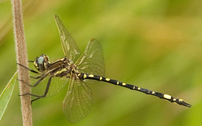 Synthemis eustalacta
