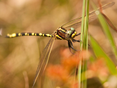 Synthemis eustalacta