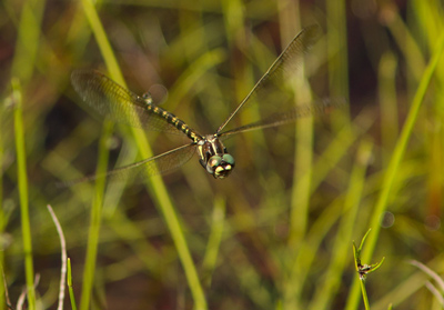 Synthemis eustalacta