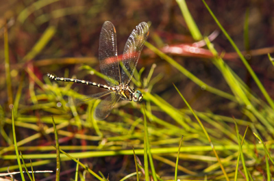 Synthemis eustalacta