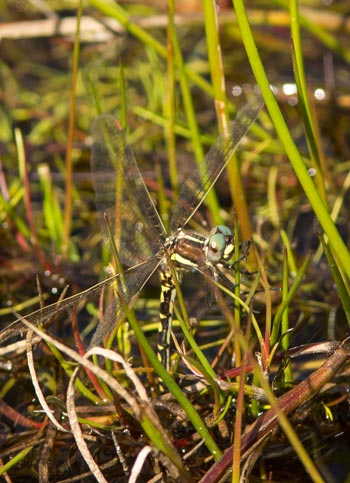 Synthemis eustalacta