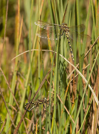 Synthemis eustalacta