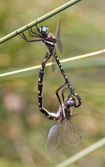 Archaeosynthemis leachii