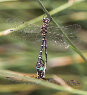 Archaeosynthemis leachii