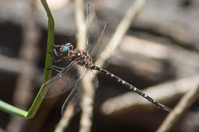 Archaeosynthemis leachii