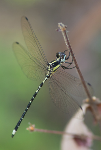 Choristhemis flavoterminata