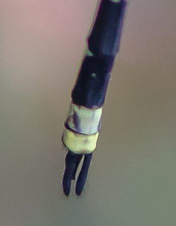 Choristhemis flavoterminata
