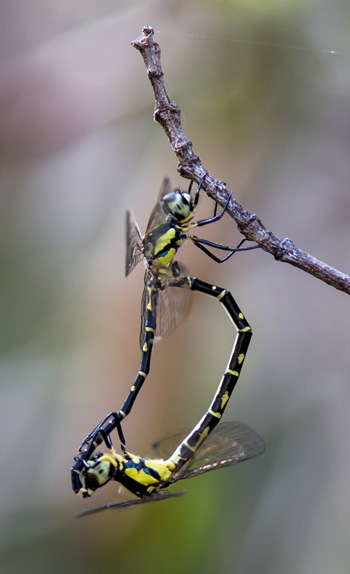 Choristhemis flavoterminata