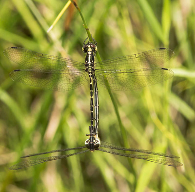 Choristhemis flavoterminata