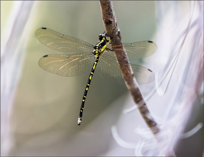 Choristhemis flavoterminata