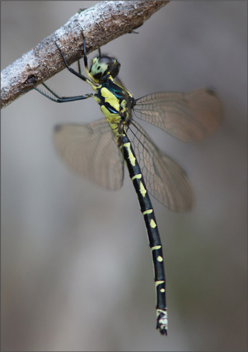 Choristhemis flavoterminata