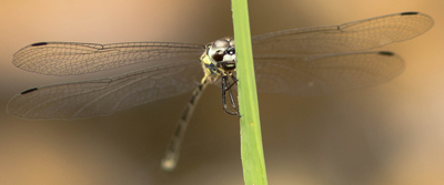 Choristhemis flavoterminata