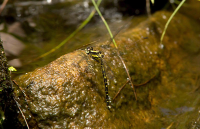Choristhemis flavoterminata