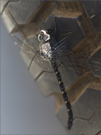 Austroaeschna anacantha