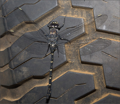 A female Western Darner at Injidup, Western Australia