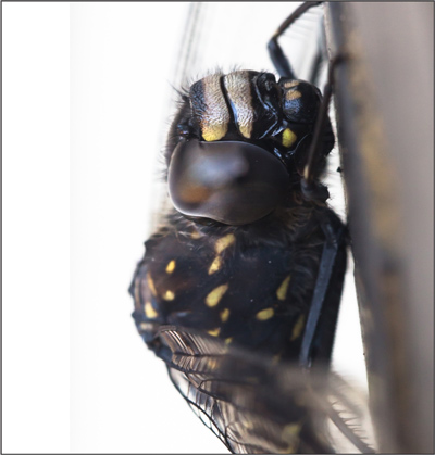 Austroaeschna anacantha