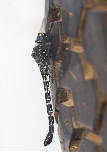 A female Western Darner at Injidup, Western Australia