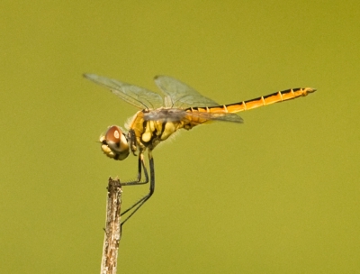 Adversaeschna brevistyla