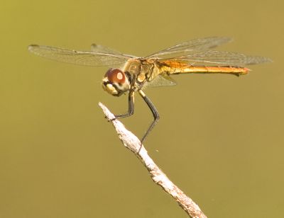 Adversaeschna brevistyla