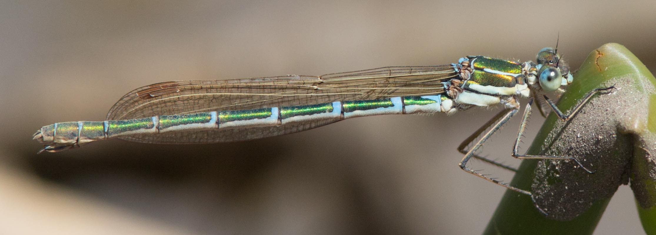There Be Dragonflies - Austrolestes cingulatus METALLIC RINGTAIL