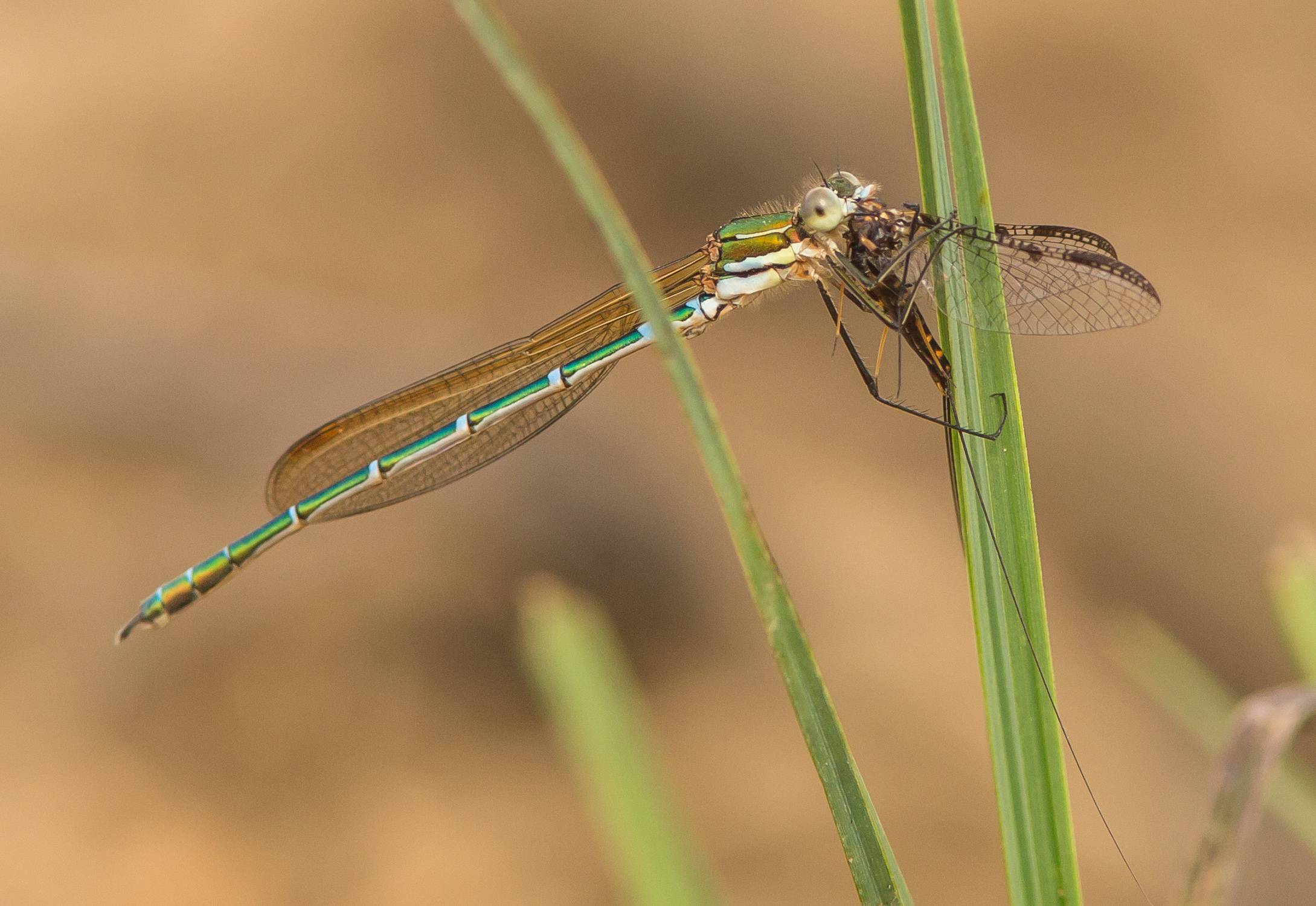 There Be Dragonflies - Austrolestes cingulatus METALLIC RINGTAIL