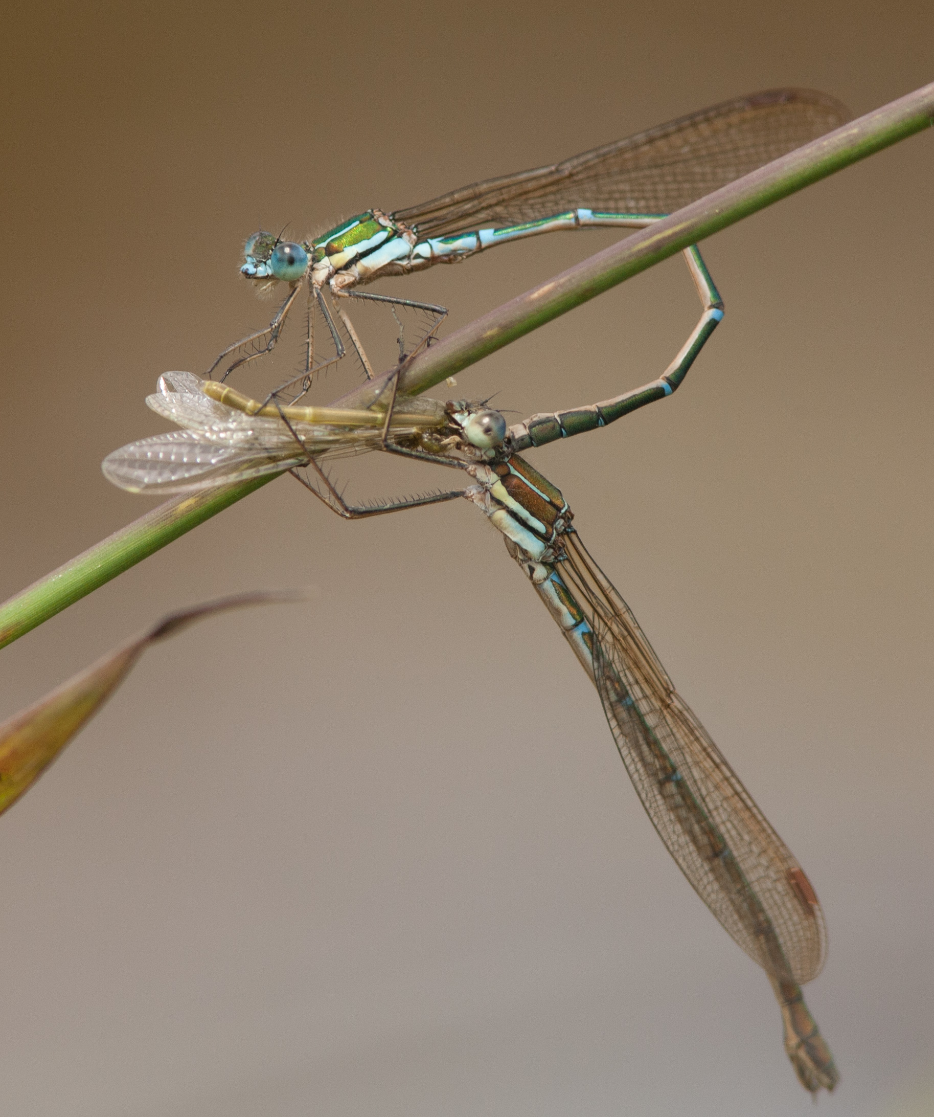 There Be Dragonflies - Austrolestes cingulatus METALLIC RINGTAIL