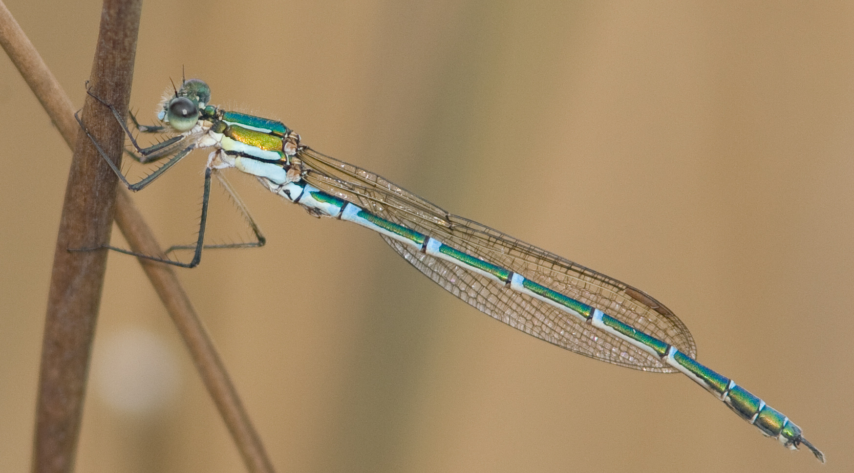 Ringal Insect There Be Dragonflies - Austrolestes cingulatus METALLIC RINGTAIL